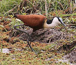 Blaustirn-Blatth&uuml;hnchen, Actophilornis africanus  African Jacana or Lily-trotter
